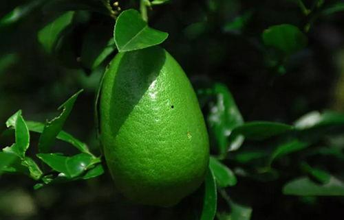 香水柠檬爆料视频大全下载,揭秘时尚圈幕后故事  第1张