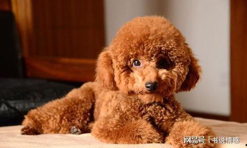 爆料泰迪是谁说的话啊视频,揭秘“爆料泰迪是谁”视频背后的真相与争议 第1张 爆料泰迪是谁说的话啊视频,揭秘“爆料泰迪是谁”视频背后的真相与争议 第1张